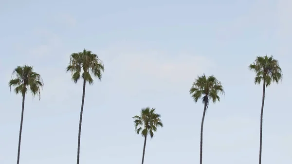 Palme Nel Cielo Blu San Diego — Foto Stock