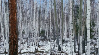 Rüzgarla en saf hava, sadece doğanın sesleri tarafından bozulan sessizlik