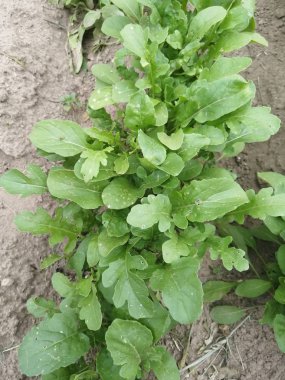 Gıda arka planı ve bahçedeki taze taze roka mahsulünün dokusu.