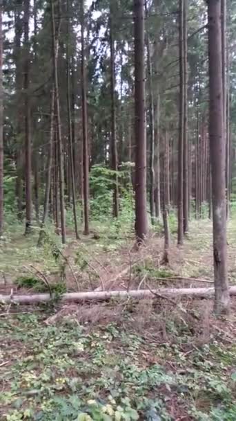 Beautiful Old Coniferous Forest Summer Shot Real Real Shot Close — Stock Video
