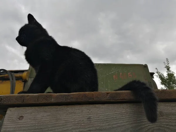 Black Cat Sits Gray Wooden Surface Cloudy Sky Shot Real — Stock Photo, Image