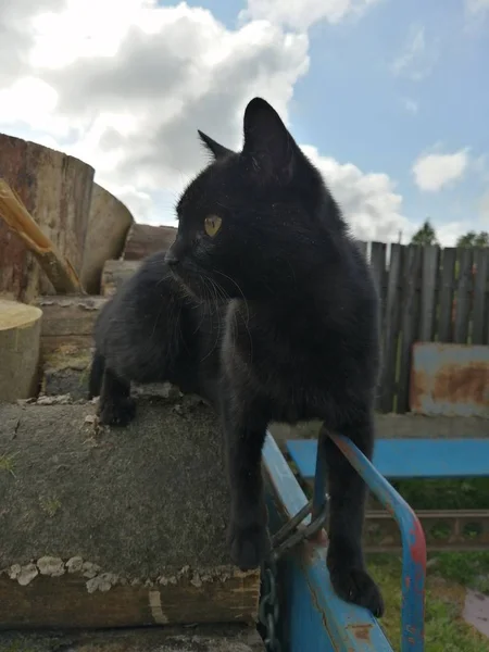 Beautiful Black Cat Walks Sawn Firewood Cloudy Sky Shot Real — Stock Photo, Image