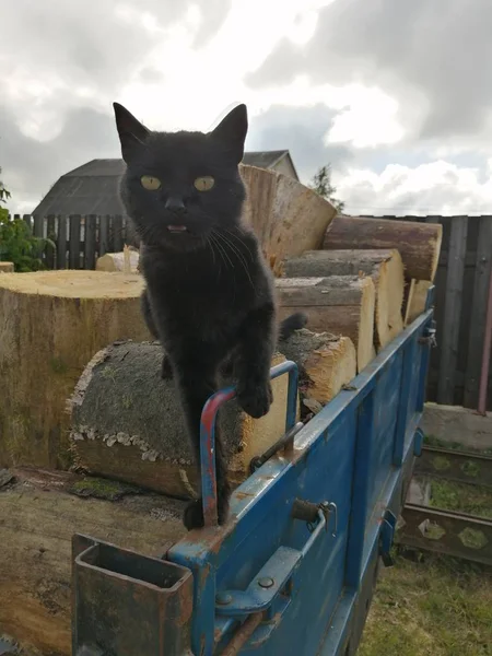 Schöne Schwarze Katze Läuft Auf Rund Gesägtem Brennholz Gegen Einen — Stockfoto