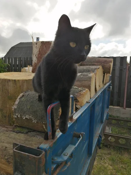 Mooie Zwarte Kat Loopt Ronde Gezaagd Brandhout Tegen Een Bewolkte — Stockfoto