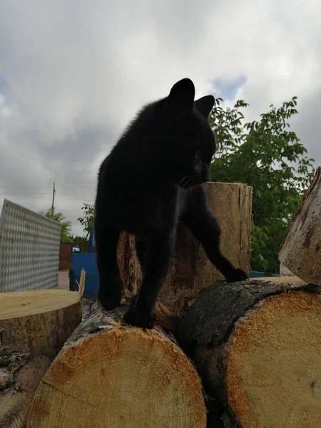 Vacker Svart Katt Går Rund Sågad Ved Mot Molnig Himmel — Stockfoto