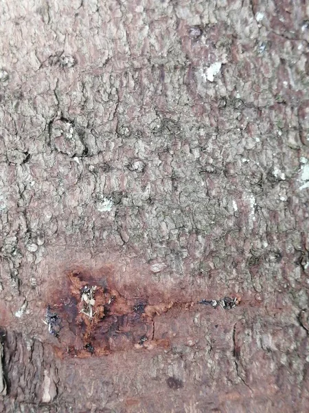 Beautiful Background Gray Spruce Tree Bark Brown Resin Performance Shot — Stock Photo, Image