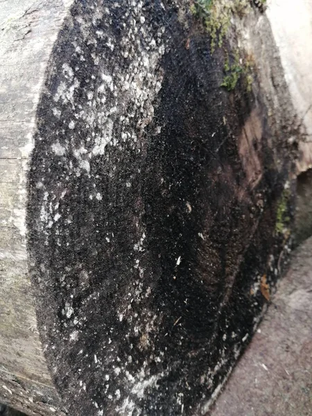 Dark Background Surface Texture Old Sawn Big Tree Mold Shot — Stock Photo, Image