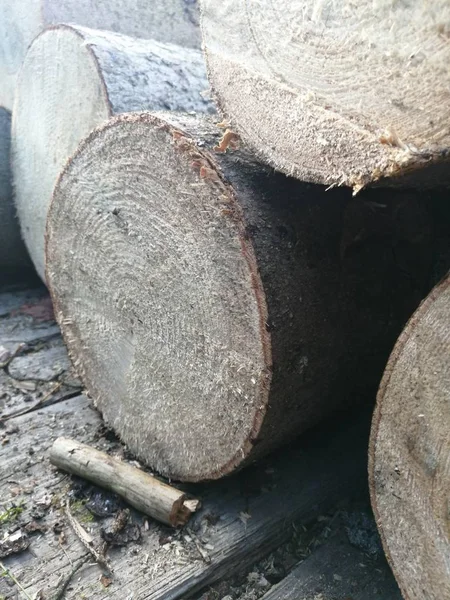 Beautiful Background Texture Smooth Cut Large Log Coniferous Spruce Tree — Stock Photo, Image