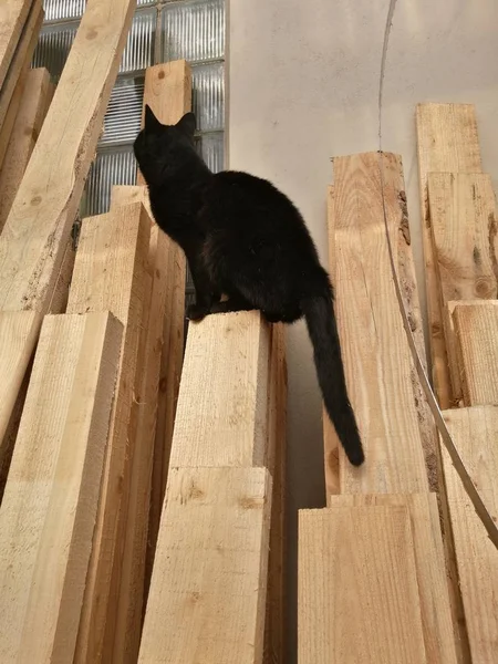 Zwarte Kat Zittend Houten Planken Van Boven Geschoten Echte Natuurlijke — Stockfoto