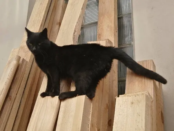 Mooie Zwarte Kat Staat Houten Planken Van Boven Geschoten Echte — Stockfoto
