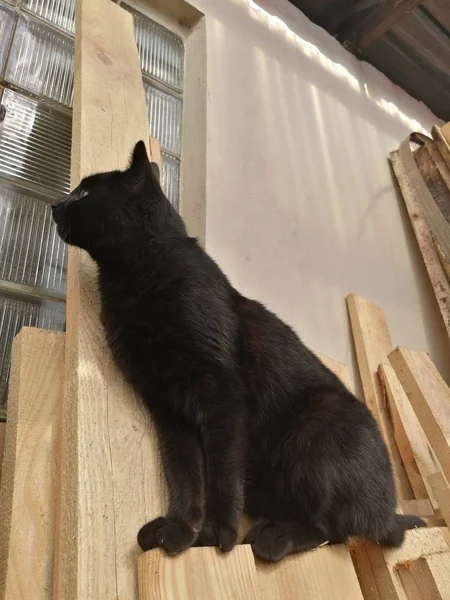 Beautiful Black Cat Sitting Wooden Boards Shot Real Natural Closeup — Stock Photo, Image