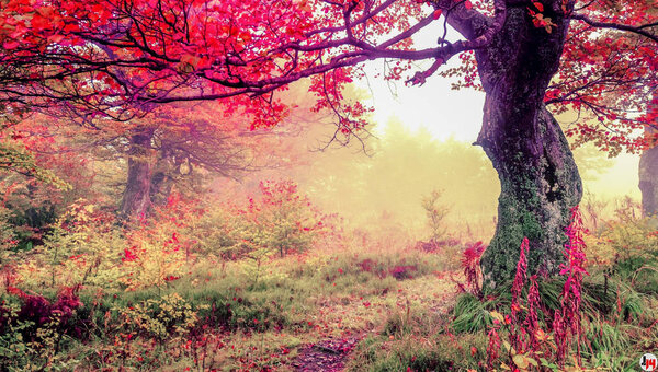 Fantasy forest with pink flowers