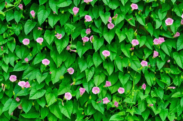 Wall of green leaves on the garden — Stock Photo, Image