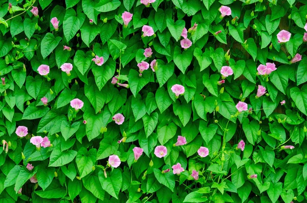 Parede de folhas verdes no jardim — Fotografia de Stock