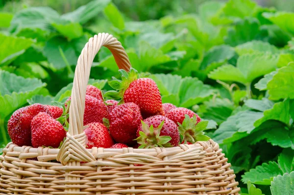 Erdbeeren im Korb im Garten — Stockfoto