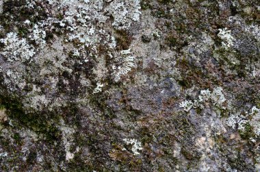 Kaya yüzünde yosun var. Desen ve yosun ile taş kabartma ve doku. Taş doğal arka plan. Moss ile taş. Yosun kaplı taşlar kayalar.