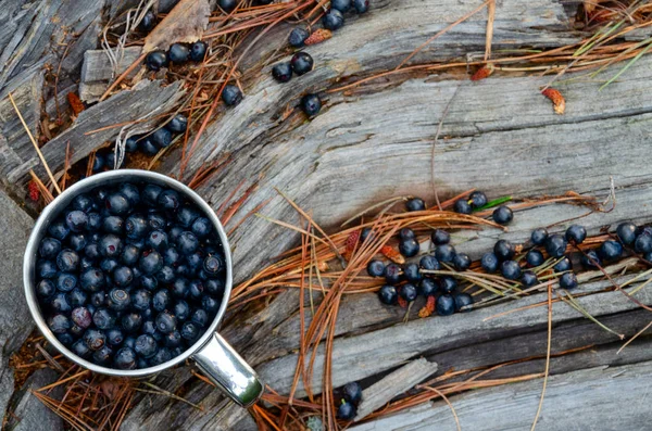 Bilberry in cup in forest. Fresh bilberry in cup on the ground in forest. A cup of bilberry — Stock Photo, Image