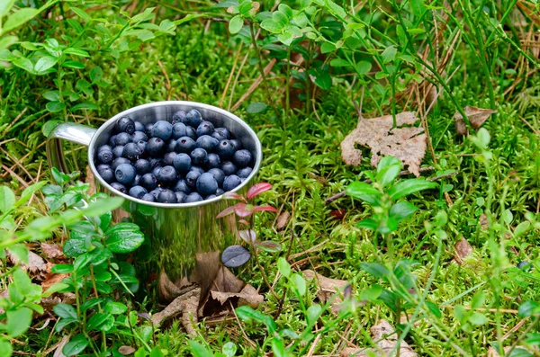 Myrtille en tasse en forêt. Myrtille fraîche en tasse sur le sol en forêt . — Photo