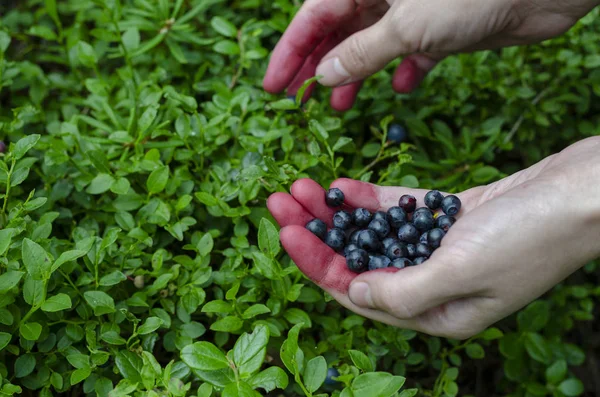 Woman holding in hands fresh blueberries on the bilberry bush background — Stock Photo, Image