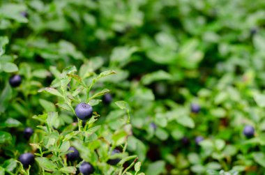 Bush olgun bir böğürtlen ve yaban mersini yaz closeup