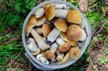 beyaz bir kova mantar, Boletus edulis. yukarıdan görünüm