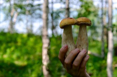 Huş ormanı elinde Boletus edulis mantar