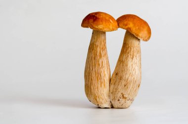 Boletus Edulis Kralı Bolete beyaz arka planda izole edildi. Kapat..