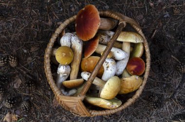 Mantarlar üstünde sepette boletus