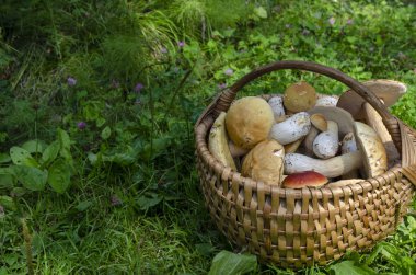 Mantar dolu güzel ahşap dokuma sepeti Boletus edulis.