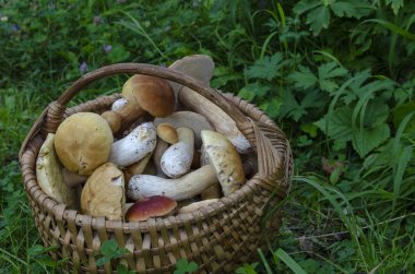 Mantar dolu güzel ahşap dokuma sepeti Boletus edulis.
