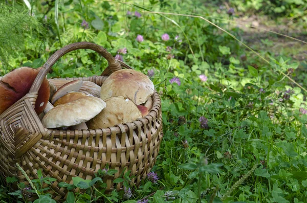 Krásný dřevěný tkaný koš plný hub Boletus edulis. — Stock fotografie