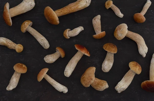 siyah bir arka plan üzerinde mantar boletus sonbahar arka plan - üst görünümü