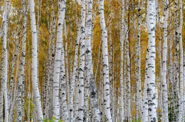 Bir arka plan olarak Sonbahar huş ormanı. Huş ağacı.