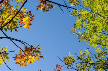 Sarı yapraklar mavi gökyüzüne düşer.