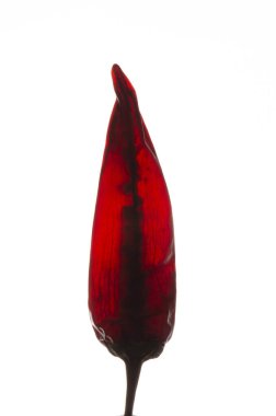 Beyaz arka planda tek kurutulmuş kırmızı biber.