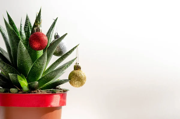 Navidad suculenta con bolas de colores sobre fondo blanco, espacio para el texto Fotos De Stock Sin Royalties Gratis