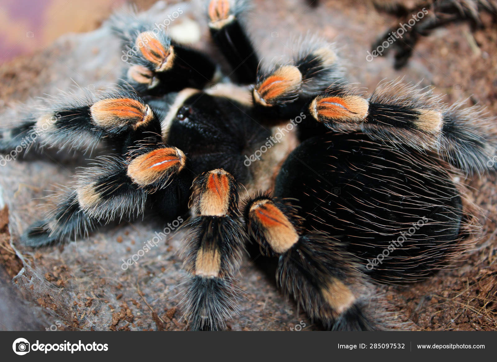 Red Tarantula Spider