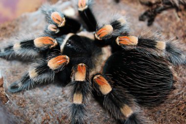 Kısa bir süre sonra hindistan cevizi substrat Üzerinde Meksika kırmızı diz tarantula örümcek Brahipelma Smithi yakın görünümü