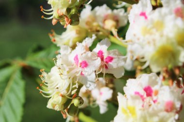Güneşli yaz gününde güzel kestane çiçeklerinin yakından görünümü
