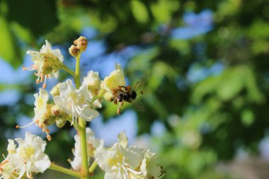 Kestane çiçeği üzerine arı. Arı çiçekleri tozlar.