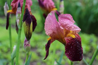 Bulutlu havalarda bahçede koyu mor yaprakları ve sarı merkezi ile güzel koyu pembe iris çiçekler