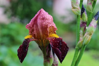 Yeşil bir arka plan üzerinde bulutlu havalarda bahçede koyu mor yaprakları ve sarı merkezi ile güzel koyu pembe iris çiçekler