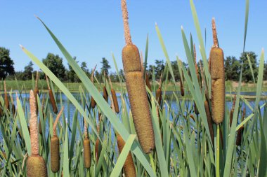 Parlak güneşli bir günde gölette Cattails ve Reeds