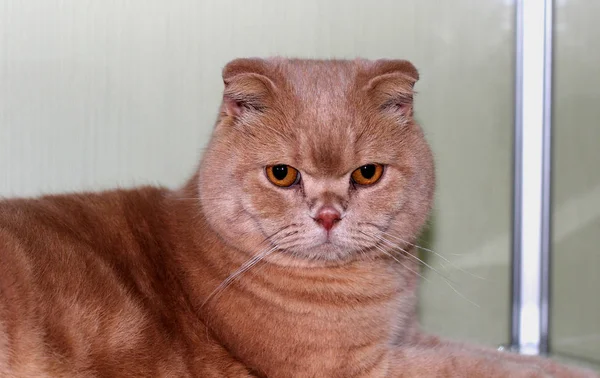 Gorgeous beige lop-eared Scottish Fold with beautiful rorange eyes on neutral background — Stock Photo, Image