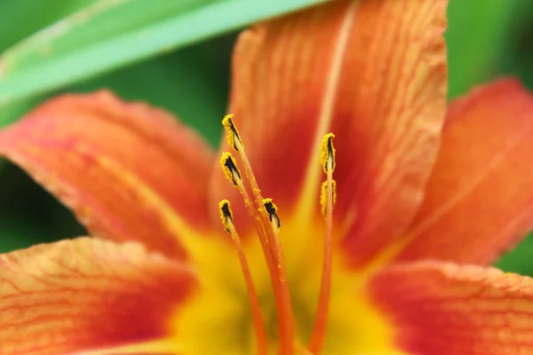Κοντινό-up θέα του πορτοκαλί μέρα λουλούδια ανθοφορία στον κήπο — Φωτογραφία Αρχείου