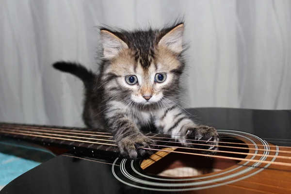 Nötr bir arka plan üzerinde akustik gitar Pretty tabby kedi yavrusu — Stok fotoğraf
