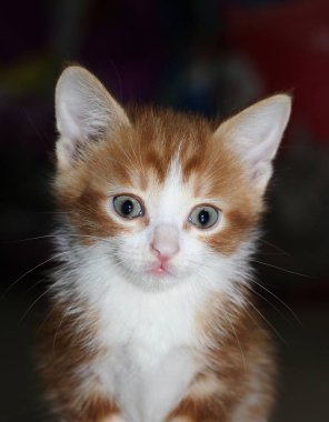 Koyu renkli bir arka plan üzerinde beyaz ve kırmızı kabarık sekmeli kedi yavrusunun yakın çekim görünümü