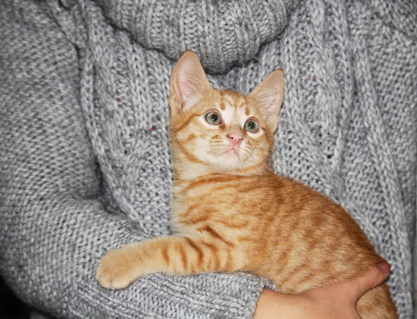 Trochę ładny czerwony Tabby Kitten siedzący na jej ręce i ciekawy patrząc — Zdjęcie stockowe