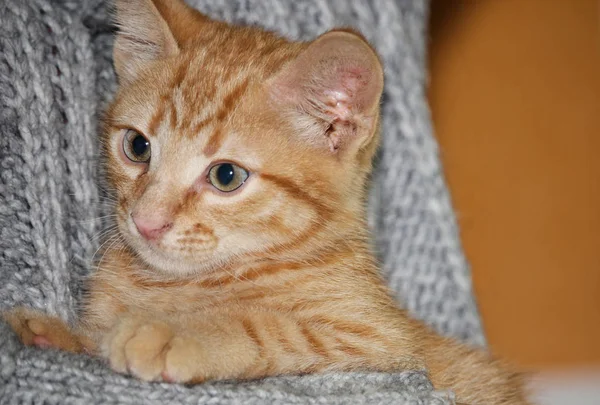 Ellerinin üzerinde oturan ve meraklı görünümlü küçük sevimli kırmızı tabby kedi yavrusu yakından görünümü — Stok fotoğraf