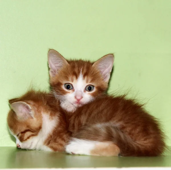 Nötr ışık kireç arka plan üzerinde beyaz ve kırmızı kabarık tabby kedi yavruları bir çift — Stok fotoğraf